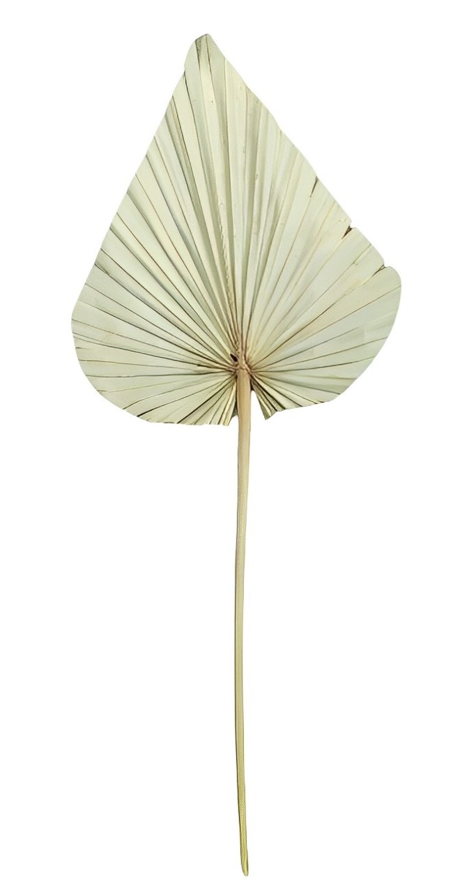 PALM SPEAR EXTRA LARGE